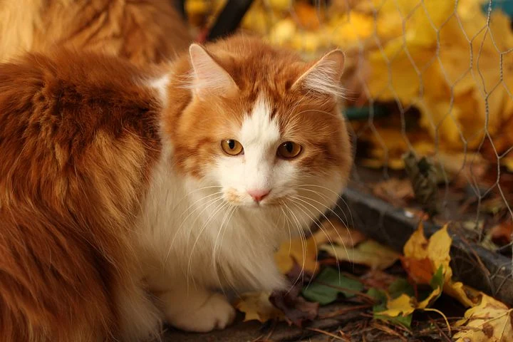 The kurilian bobtail cat breed