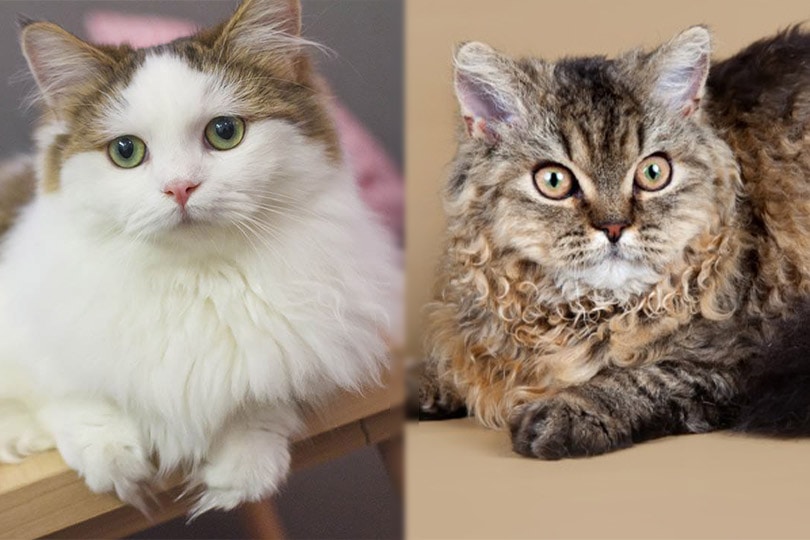 Lambkin cat species with the two type of coat 