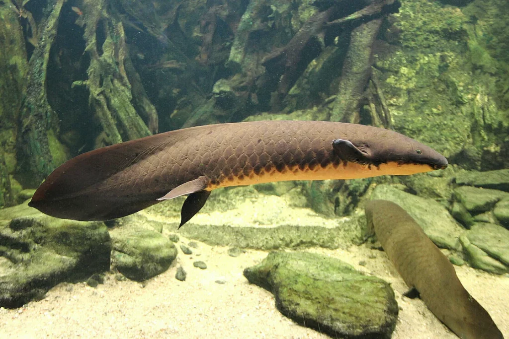 Australian lungfish species in its habitat