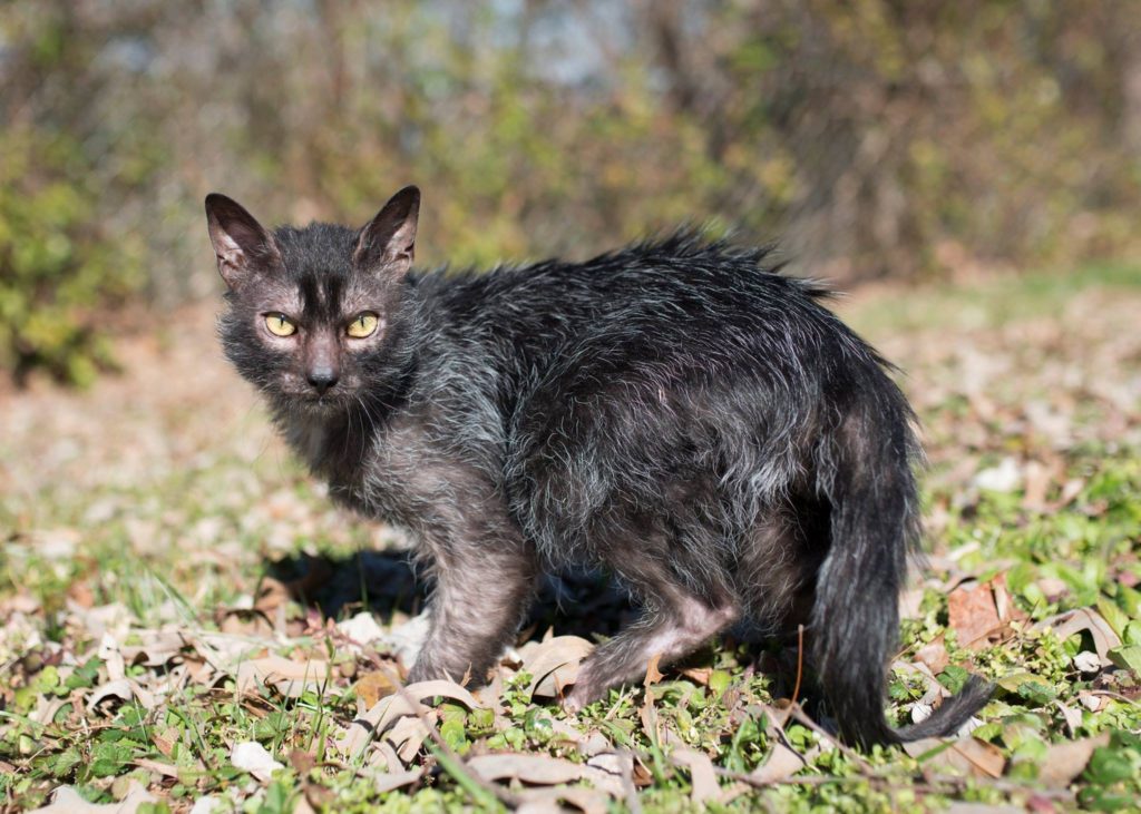 Lykoi Cat breed walking in the bush