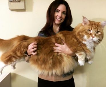 A woman carrying a giant maine coon