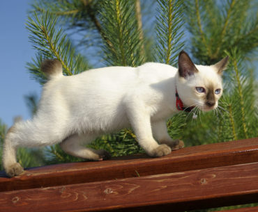 Mekong bobtail walking on the roof