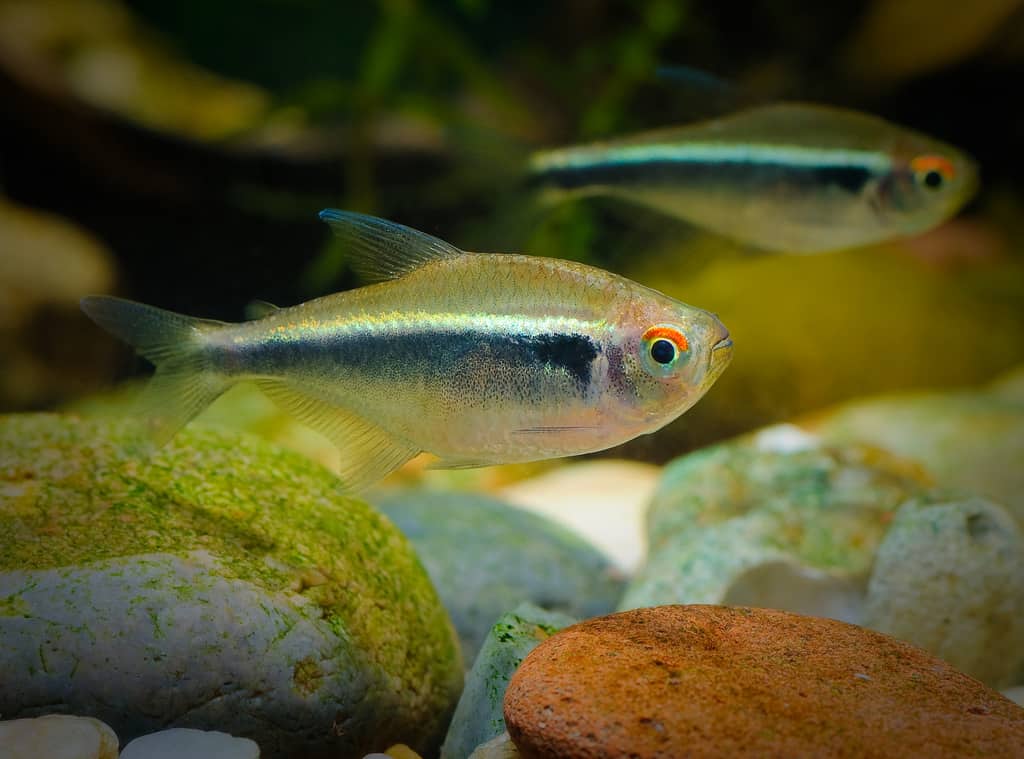 The body description of black neon tetra fish