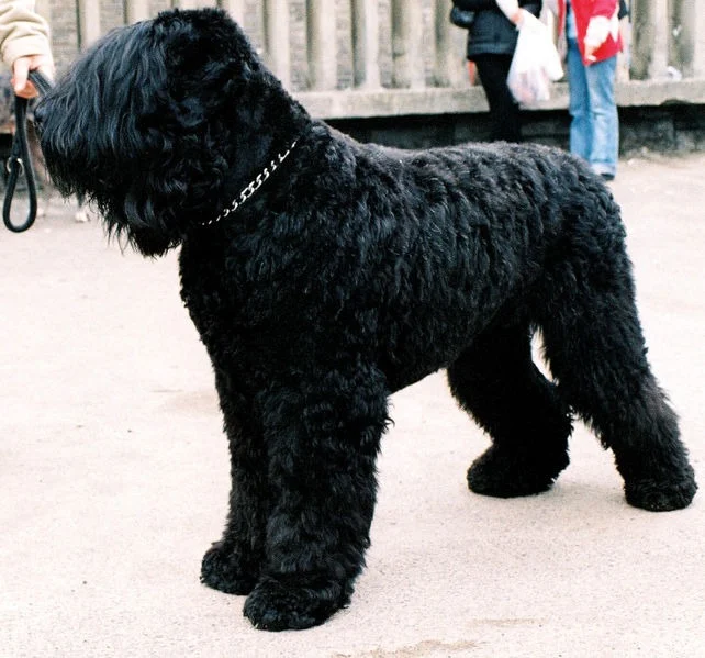 Black russian terrier breed standing 