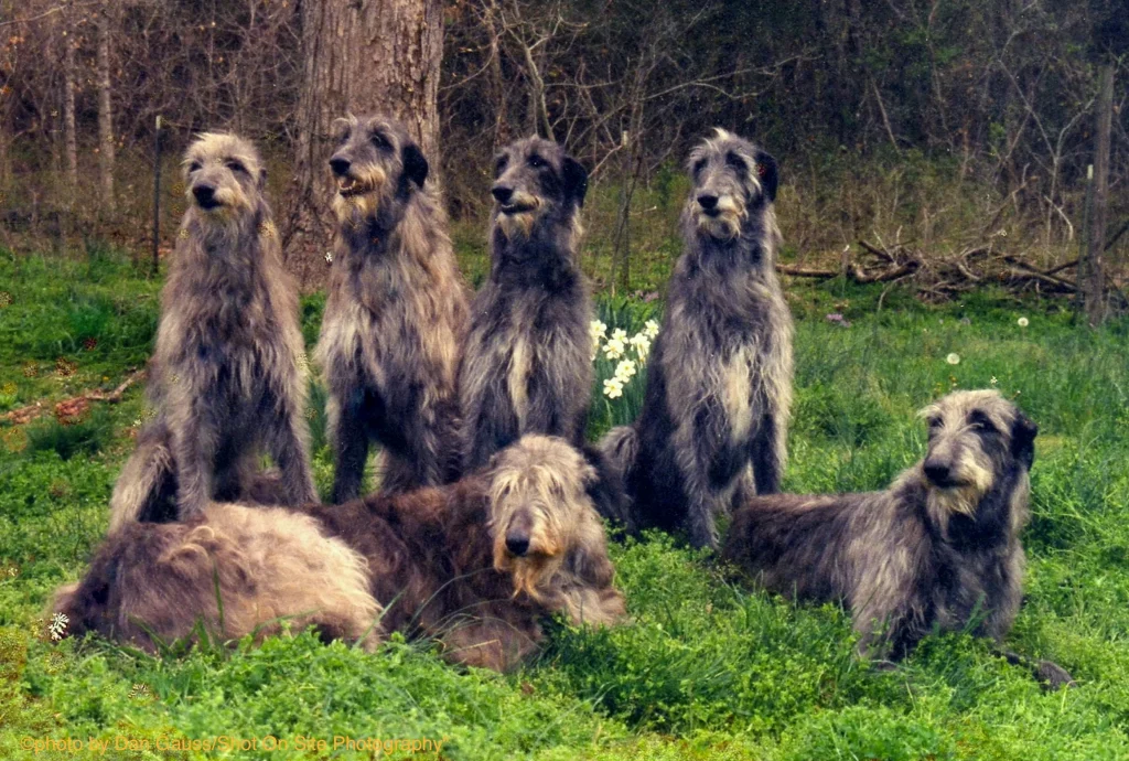 Scottish deerhounds sitting together in the backyard