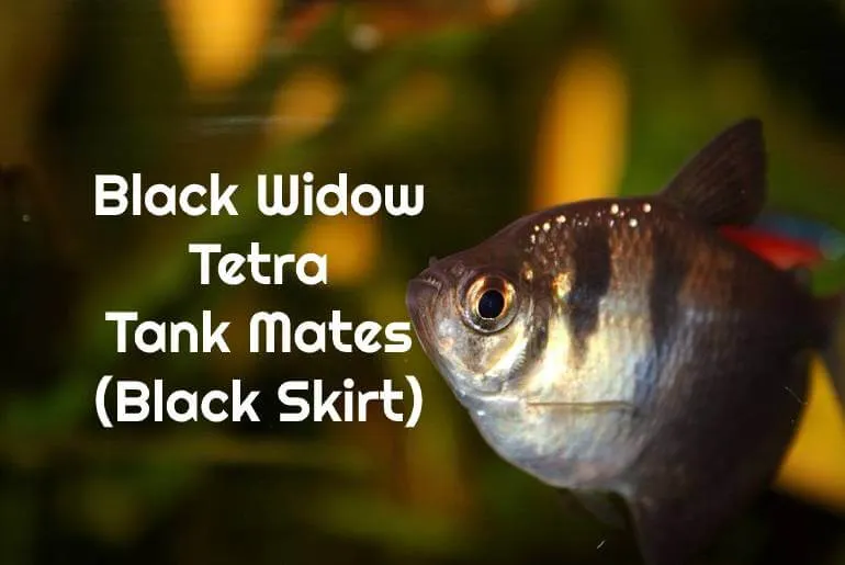 A black skirt tetra fish image
