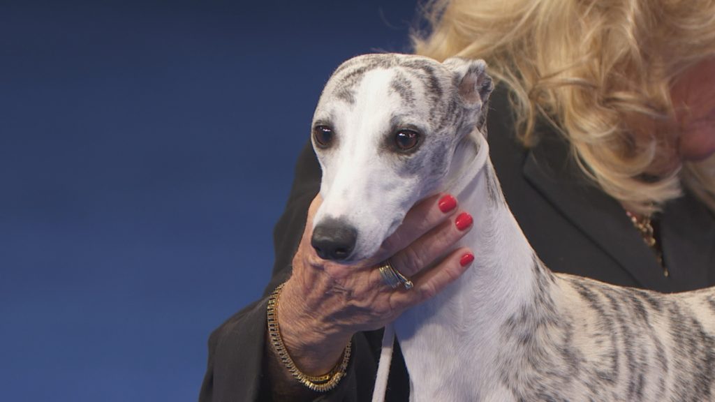 A whippet dog been hold by a woman