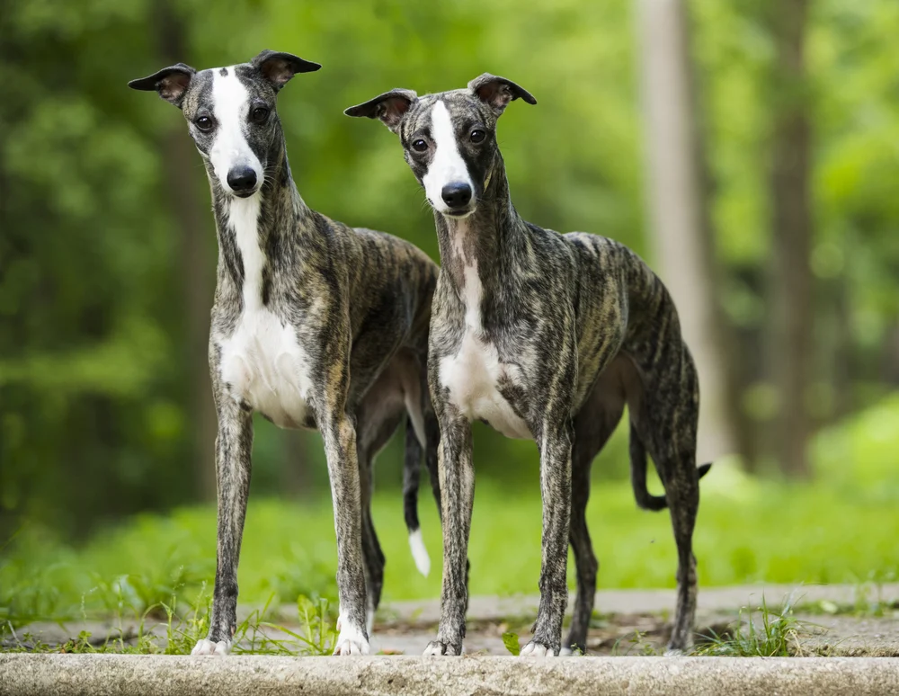 Two whippets standing together at the back yard
