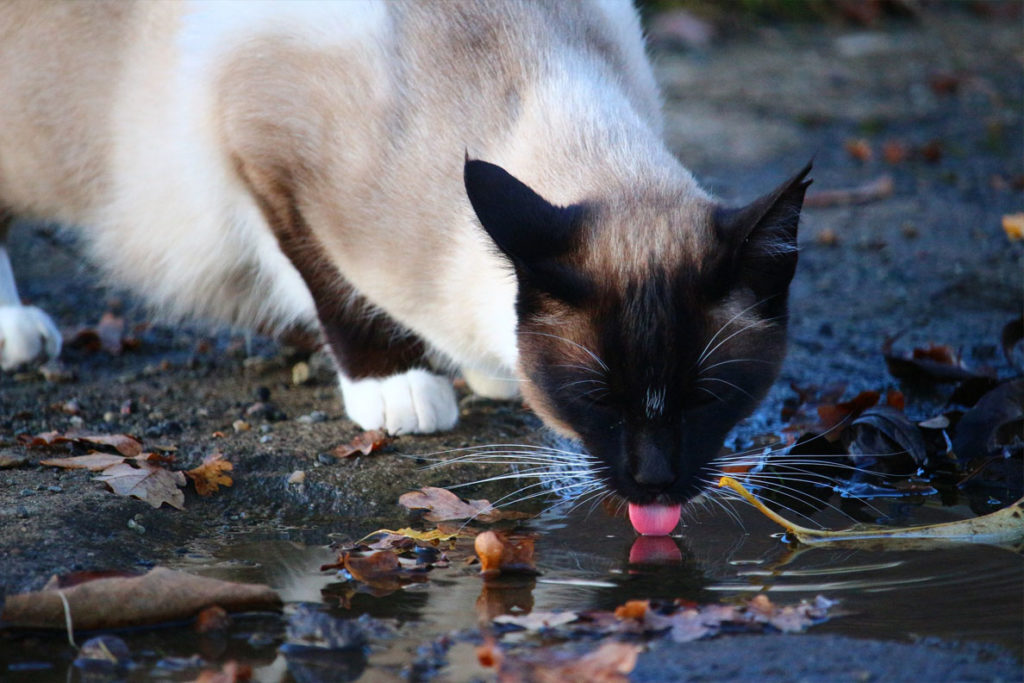 A cat licking the fluid which cause antifreeze in cat