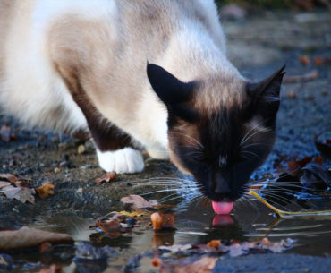 A cat licking the fluid which cause antifreeze in cat