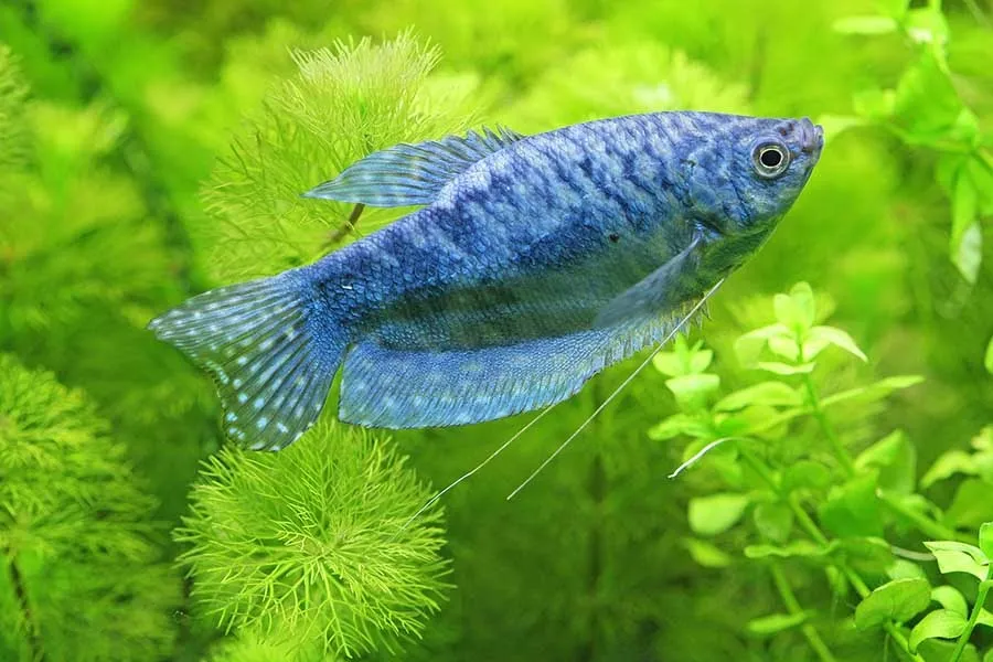 Blue gouramis swimming through the water