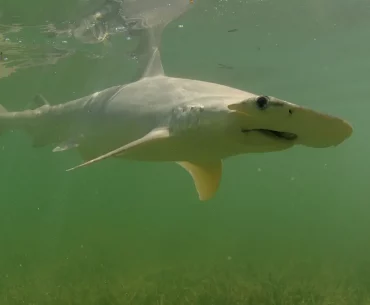 Bonnethead fish swimming in the water