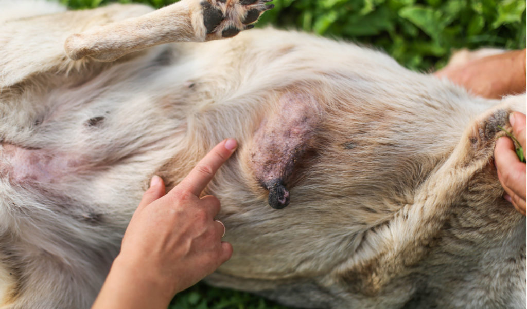 Canine cancer outgrowth in the dog