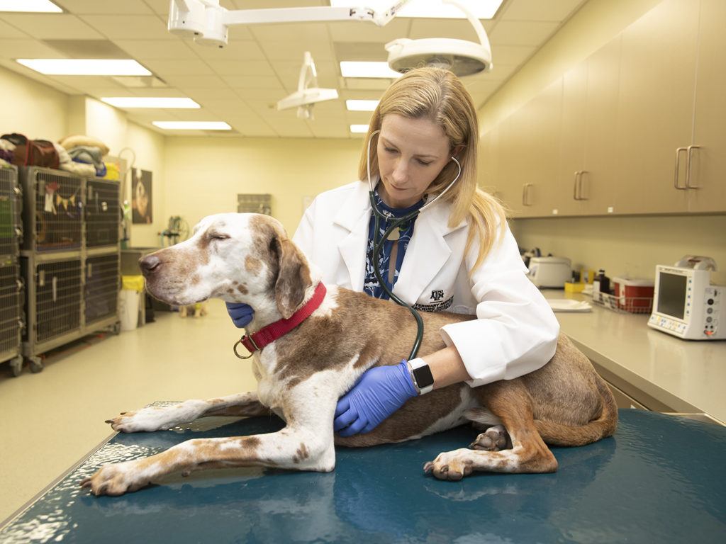 A dog undergoing canine cancer test