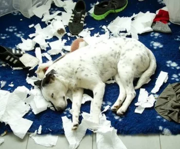 Destructive behavior affecting the sleeping dog