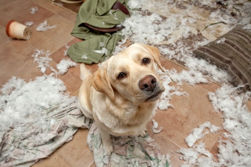 A dog with destructive behavior causing havoc at home