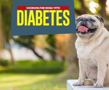 Diabetes in dogs affect overweight dogs