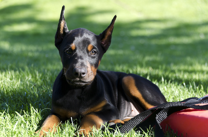 Doberman pinscher dog puppy sitting on the grass