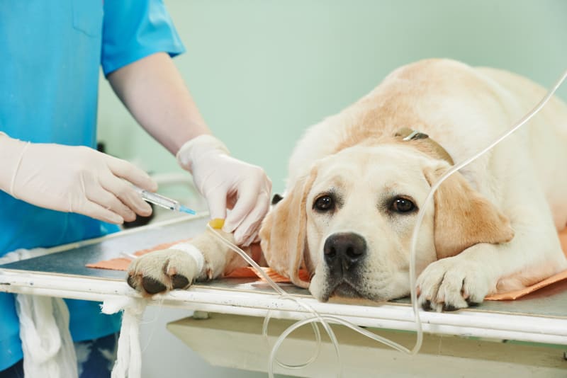 Heartworms in dogs been treated in the dog