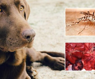 Heartworms in dogs image with the vector