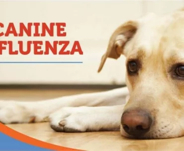 Canine influenza also dog flu
