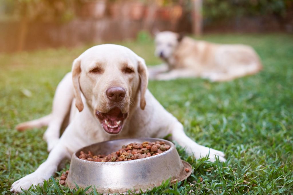 loss of appetite in dogs makes the dog looks weak