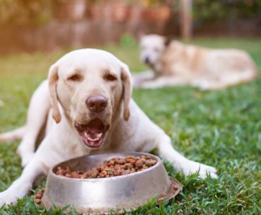 loss of appetite in dogs makes the dog looks weak
