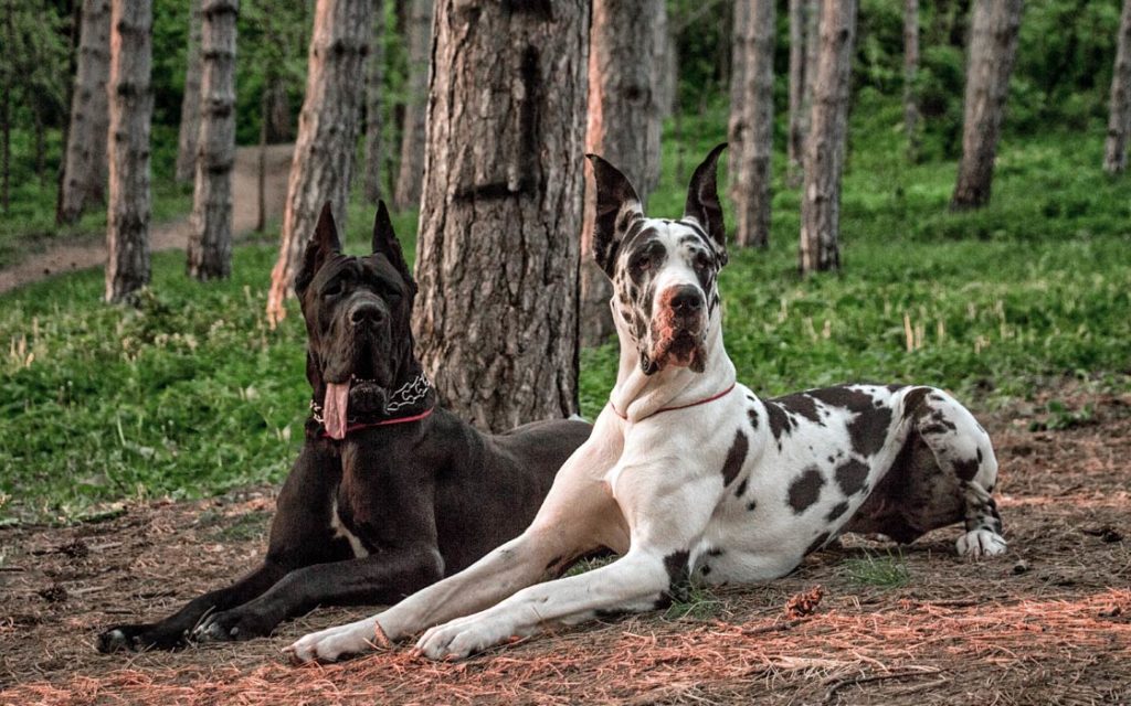 Great Dane dogs sitting in the forest