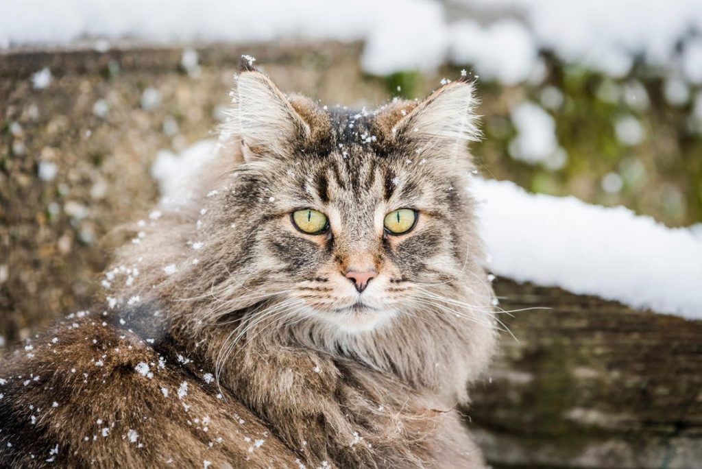 The norwegian forest cat in the snow