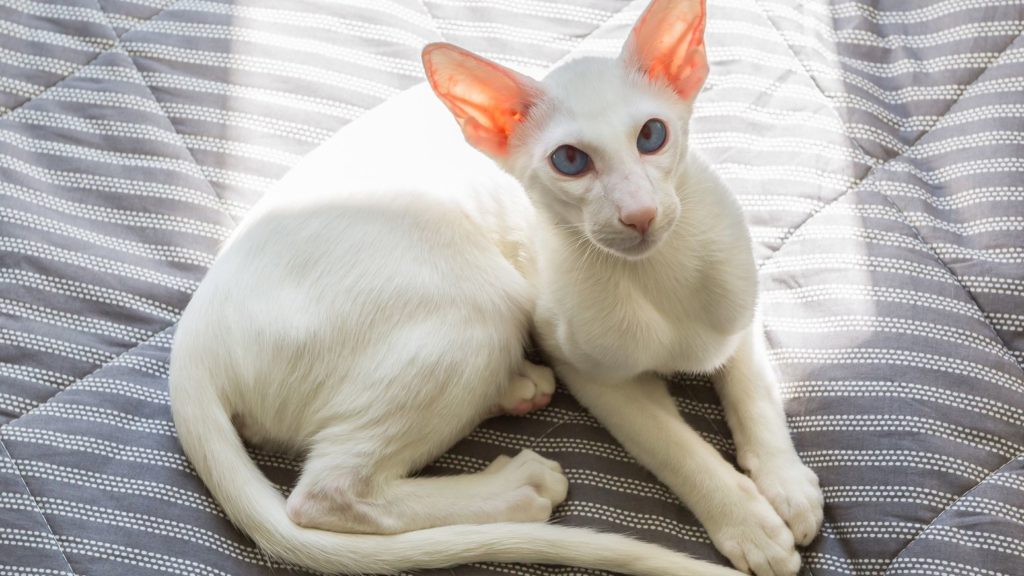 White Oriental bicolor cat breed lying on the bed