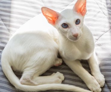 White Oriental bicolor cat breed lying on the bed