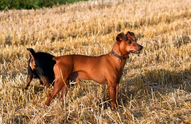 German pinscher breed playing on the field