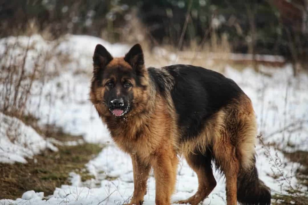 Sable German shepherd breed in the snow
