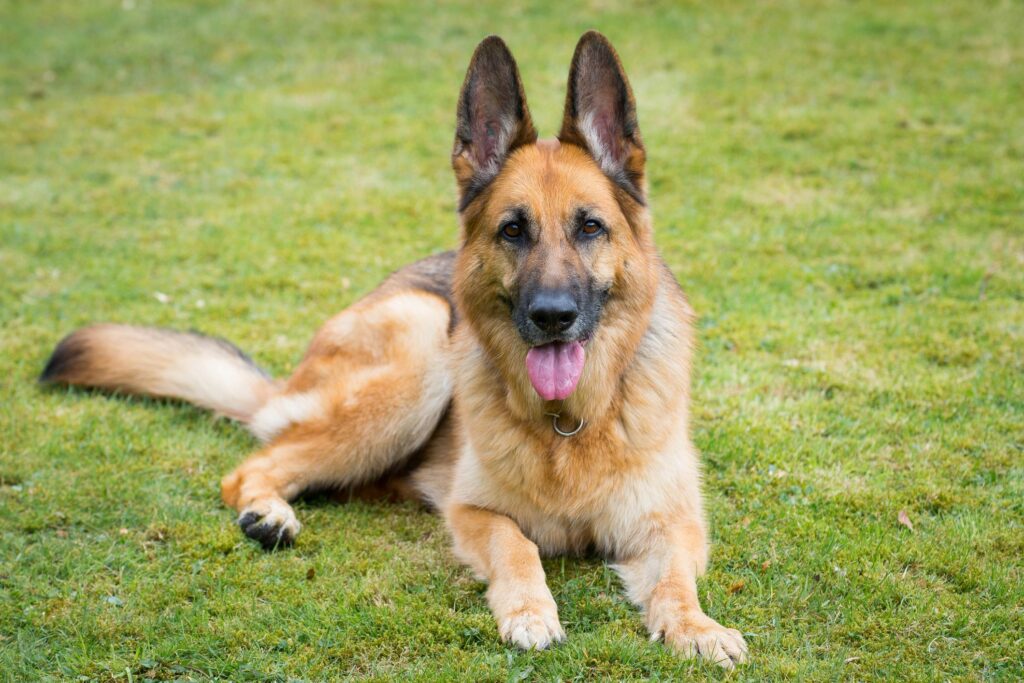 Black and White German Shepherd Dog