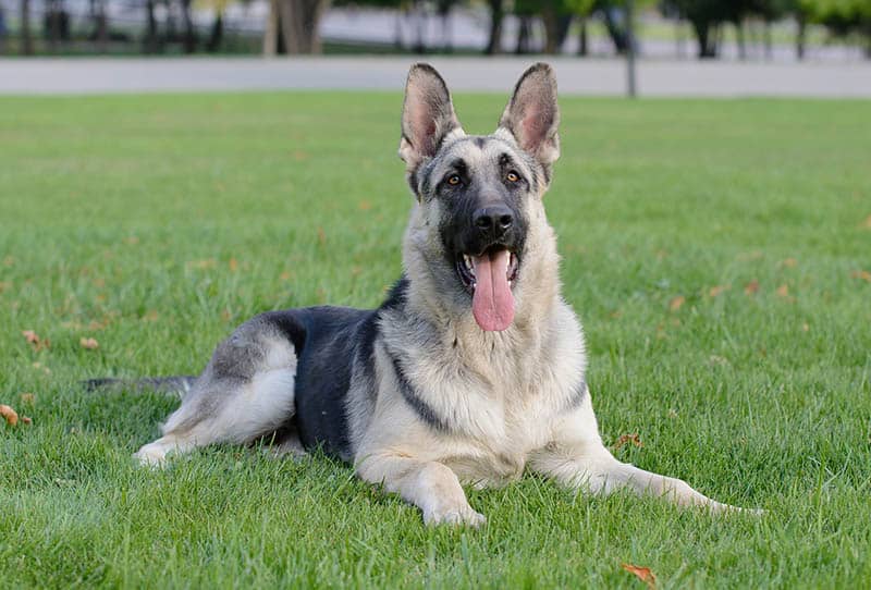 Black and White German Shepherd Dog