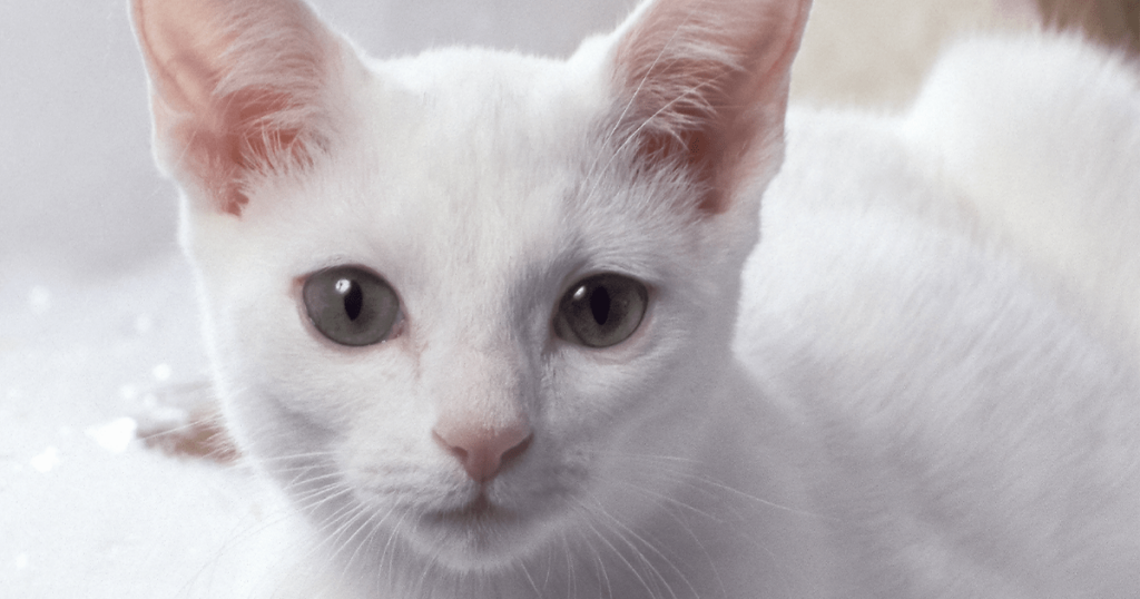 Russian White Cat Breed Pictures