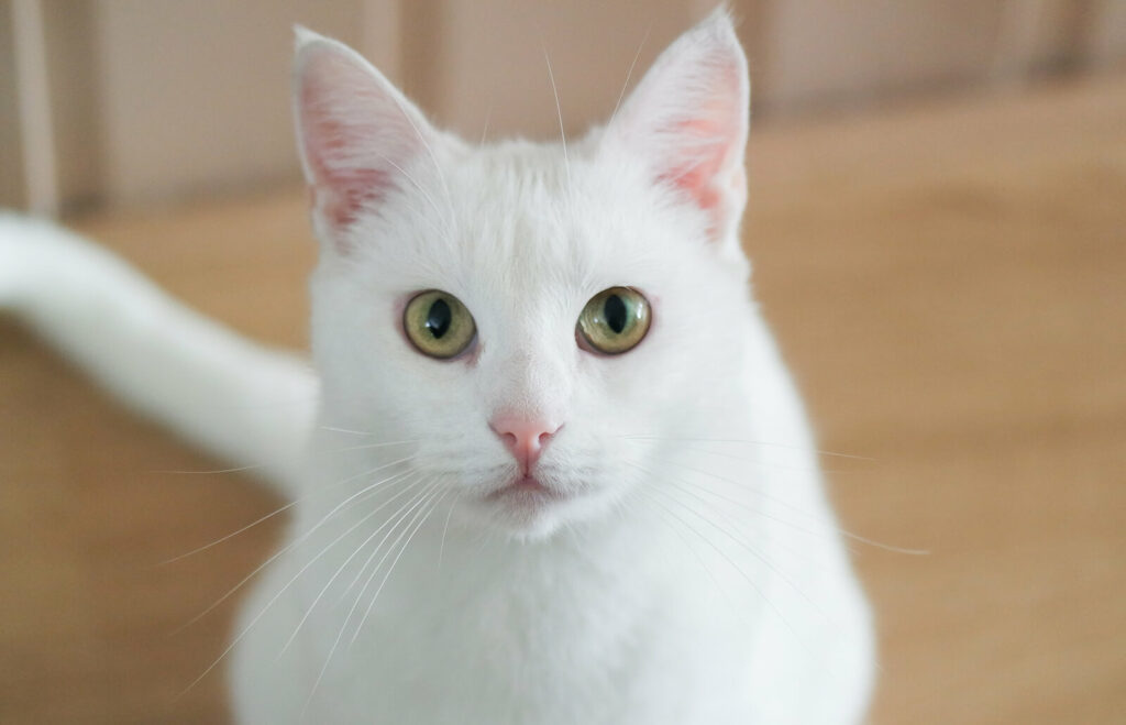 Russian White Cat Breed Pictures