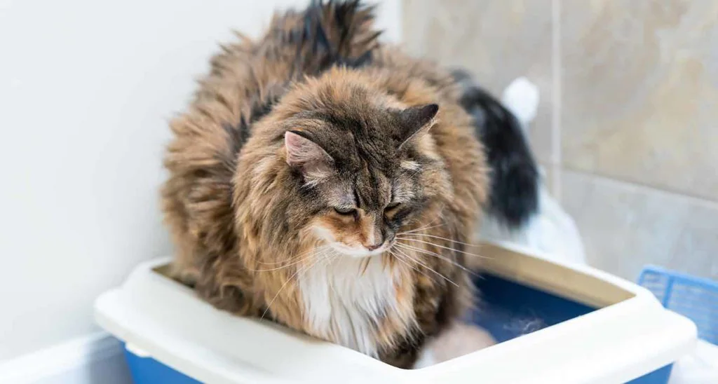 Diarrhea in cats- The brown cat is finding it difficult to defecate