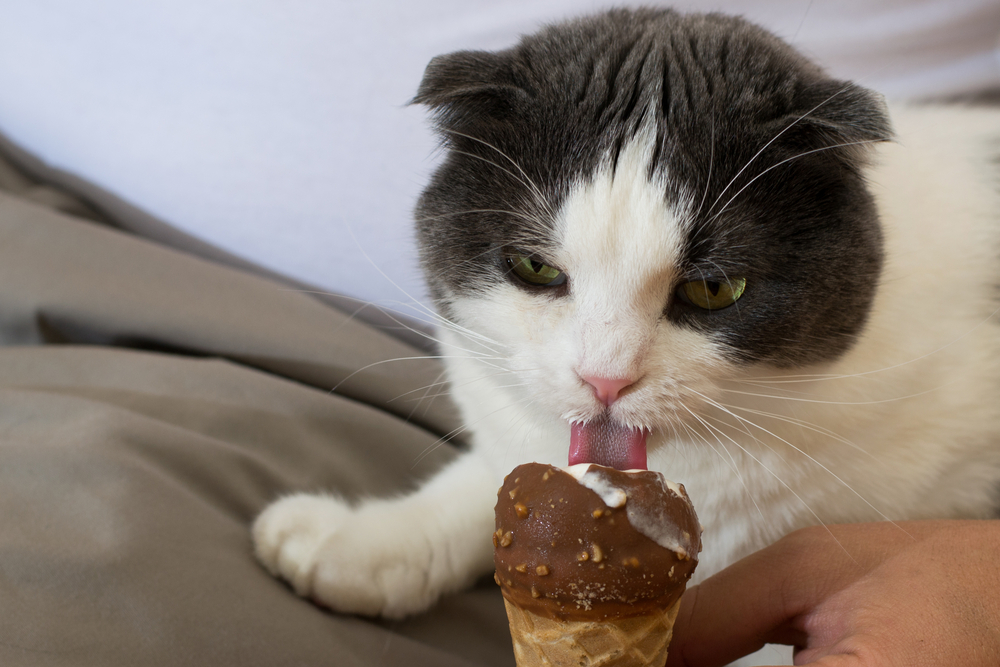 A cat licking chocolate ice cream