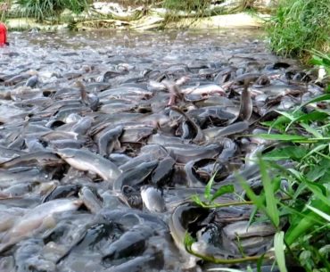 Fish Farming for Beginners- with fish been washed away to the water bank