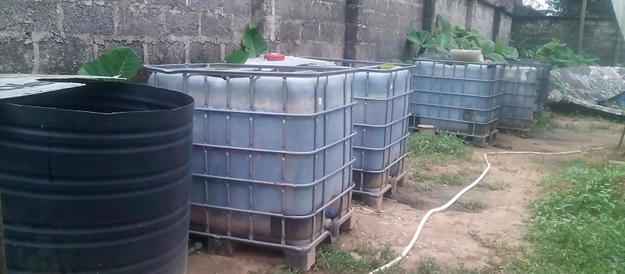 Small-scale fish farming business: using water tank as pond