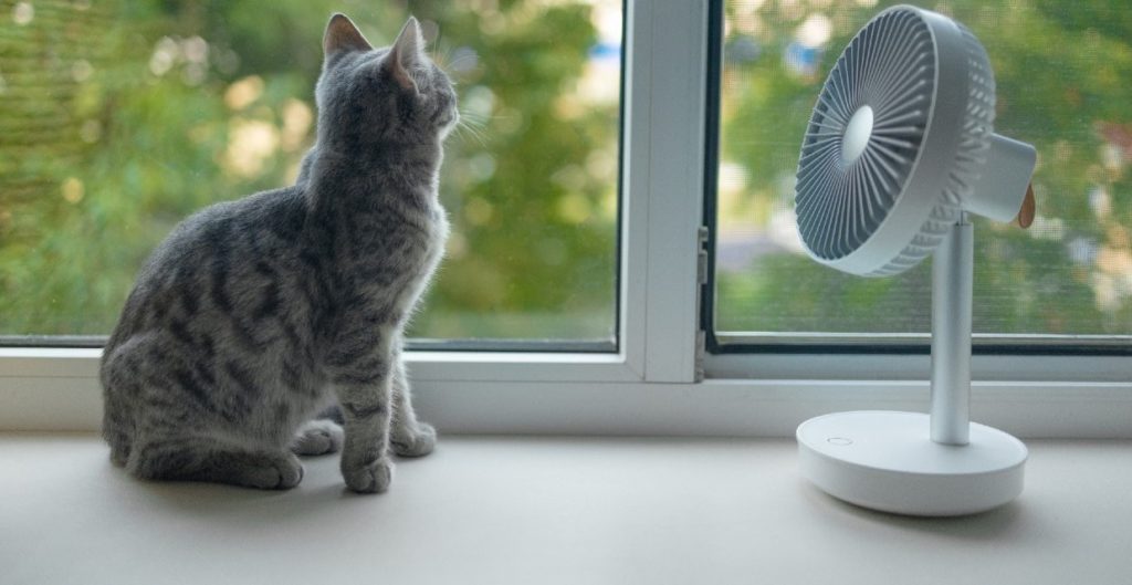 Heatstroke in cats- The cat is receiving fresh air