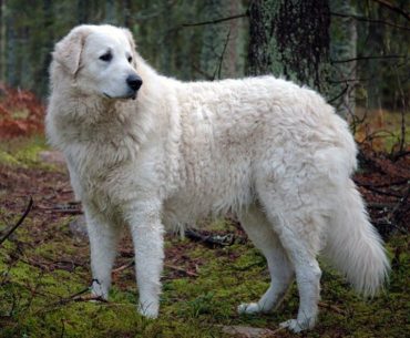 The Kuvasz dog standing in the bush