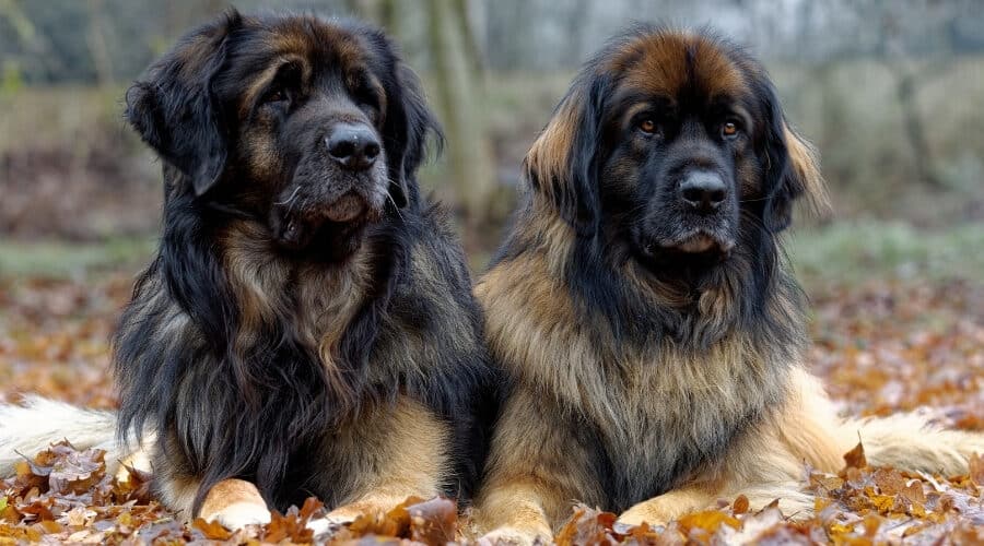 Leonberger siting on the ground