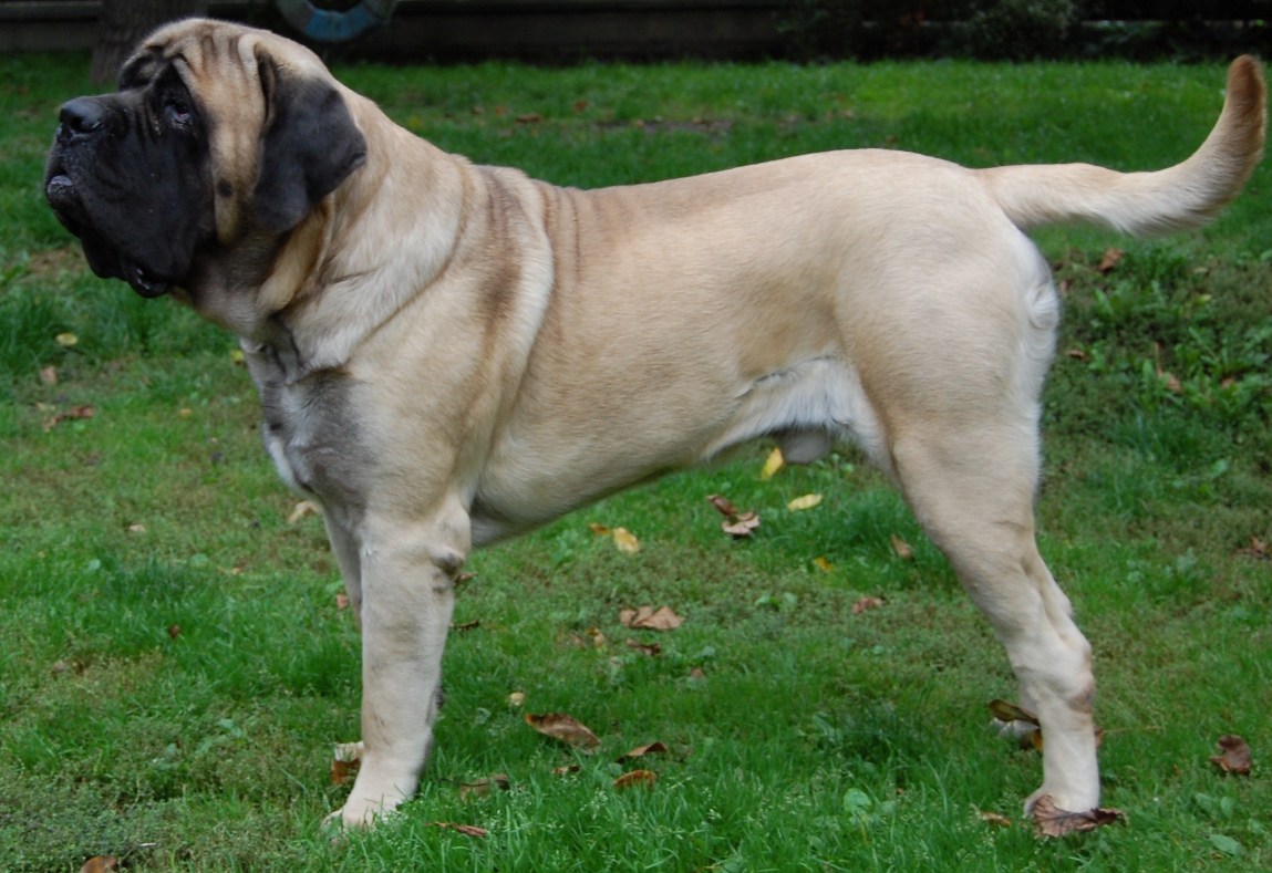 Mastiff dog breed with tan colour standing at the back yard