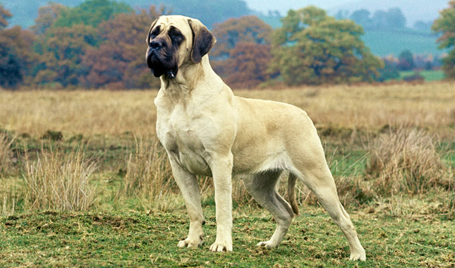Mastiff dog breed during training 