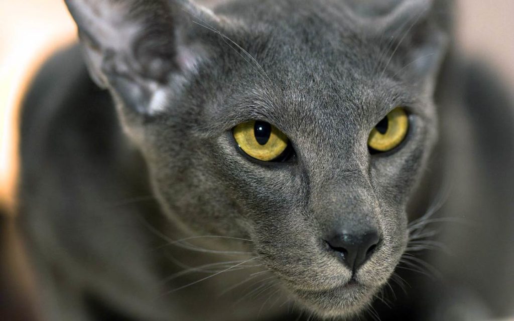 Oriental shorthair cat image