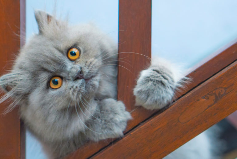 Persian cat during its playing time