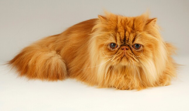 Persian cat lying on the bed