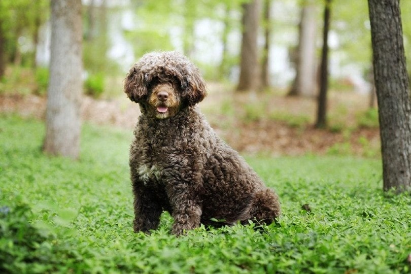 portuguese water dog breed playing in the bush